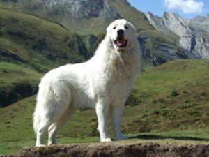горная пиренейская собака