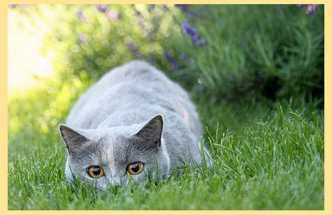британская кошка в траве