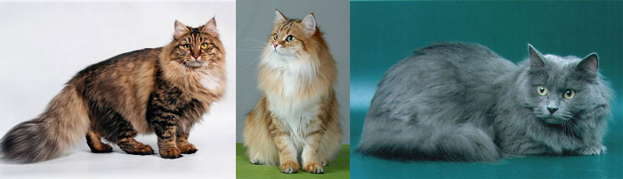 Окрасы сибирской кошки