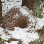 Муравейник в лесу в зимний период