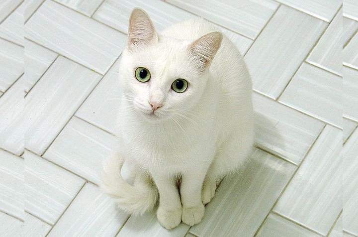 Белая кошка породы - Русская
