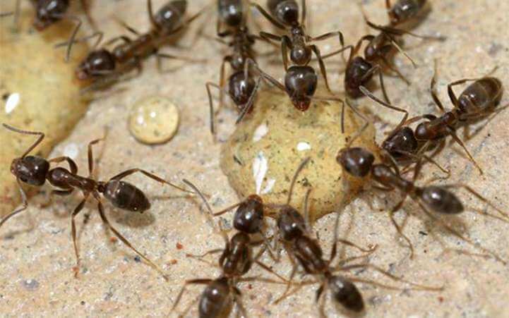Использование геля против муравьев