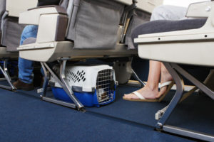 транспортировка собаки в самолете