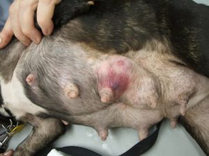 осложнения после ложной беременности собаки
