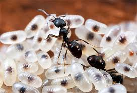Черные муравьи со своим потомством