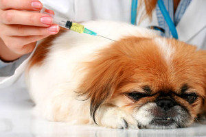 вакцины для собак выбор