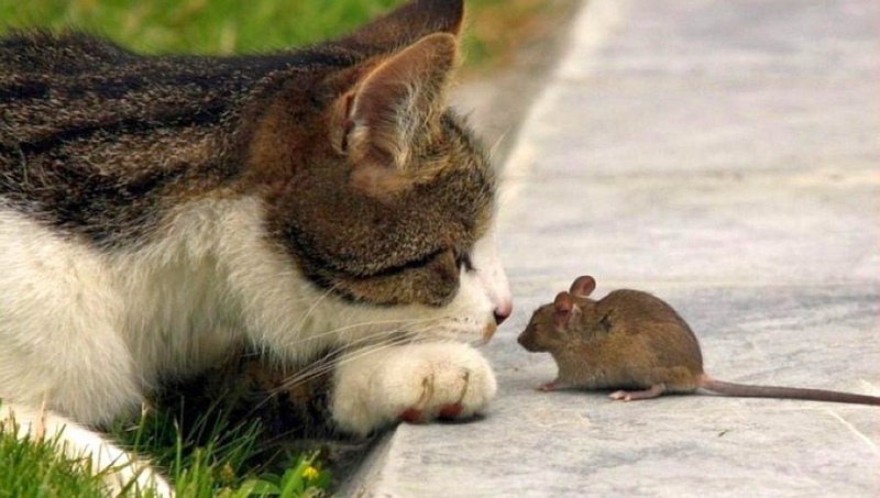 Фото мыши и кошки