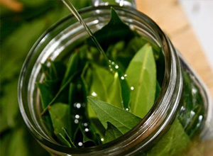Эффективно ли лечение цистита лавровым листом?