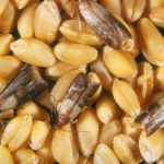 Пищевая моль в пшенице