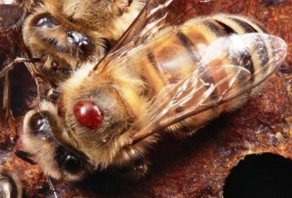 Клещ варроа может погубить пчелу