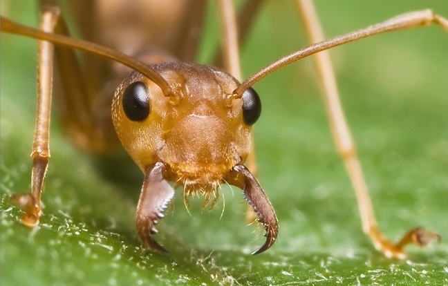 Челюсти рыжего муравья