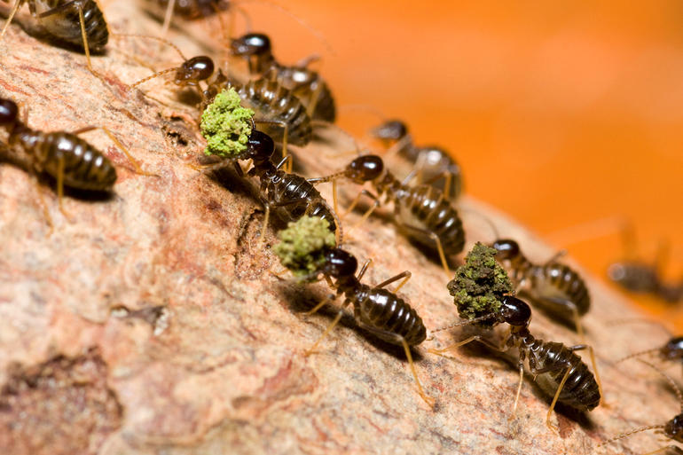 Места обитания муравьев термитов