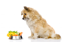 полезные витамины для собак 8 в 1