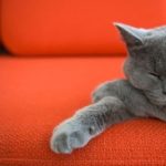 Серый кот уснул на диване