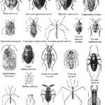 Как выглядят различные клопы и другие насекомые