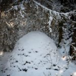 Муравейник в лесу под снегом