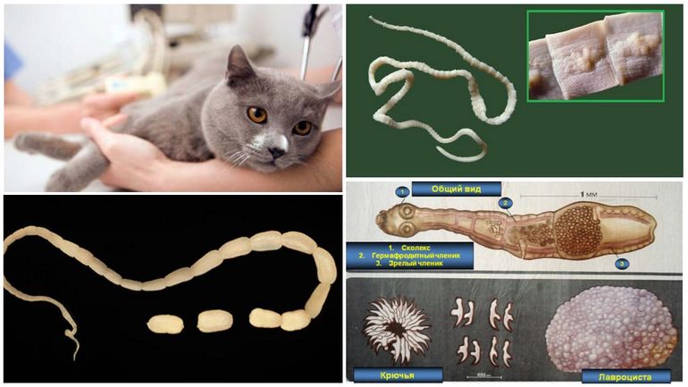 Разновидности глистов у кошек название и фото