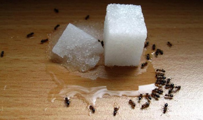 Любимая пища муравьев - сахар