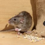 Крыса и мешок с зерном