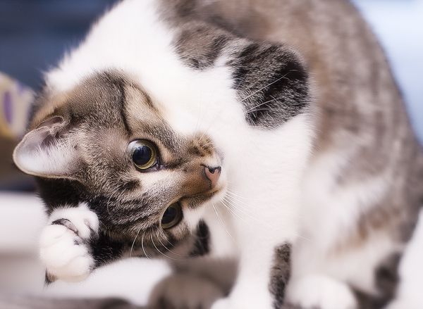 Причина развития у кота чесотки – чесоточный клещ