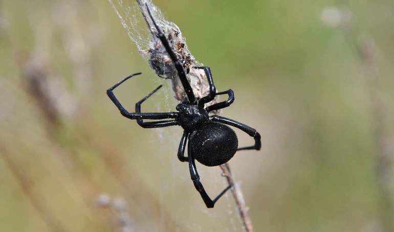 Размножение и питание пауков