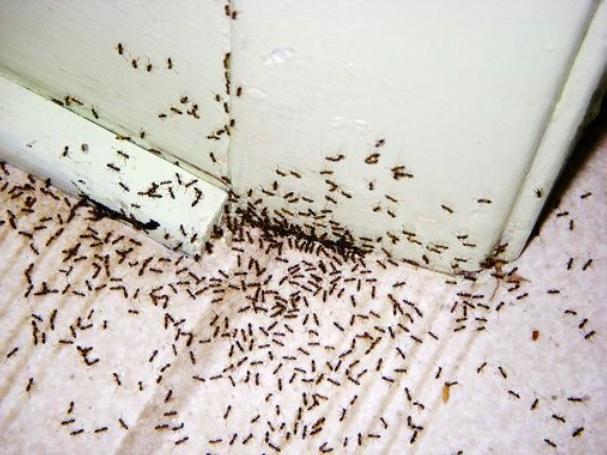 Появление муравьев в вашей квартире