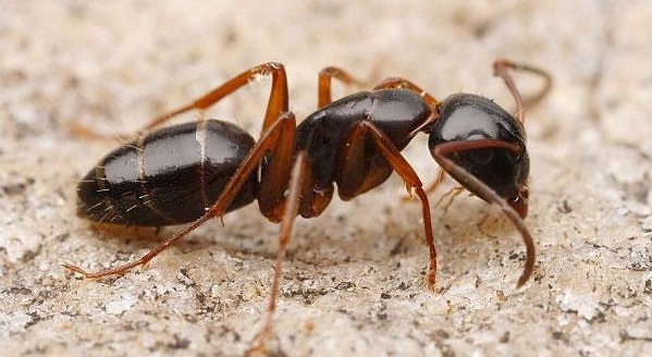 Блестящий муравей-древоточец