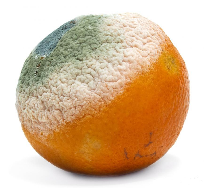 Инфекция на фрукте апельсине