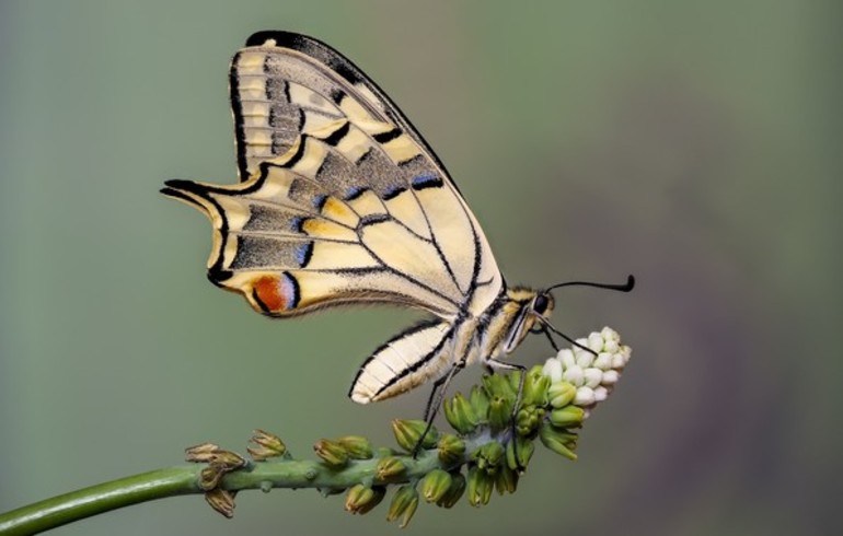 Особенности питания бабочки